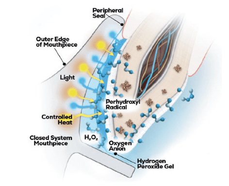 tooth root and enamel